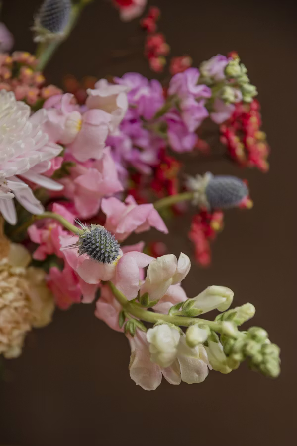 🌸 ΣΚΥΛΑΚΙ – Antirrhinum majus - 3